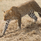 Illustration for article titled Out of Africa. More Leopards.